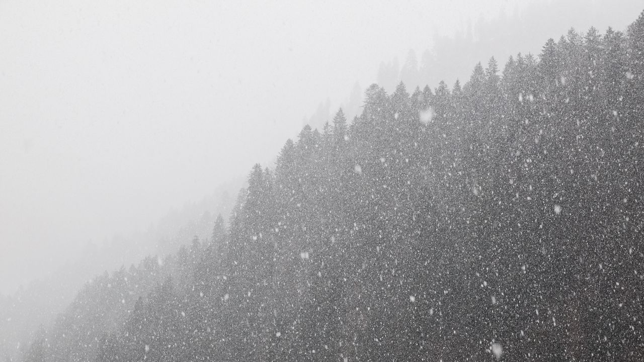 Обои лес, метель, чб, зима, снег