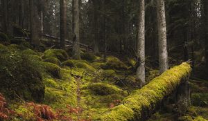 Превью обои лес, мох, трава, деревья, стволы