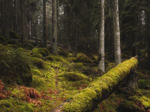 Превью обои лес, мох, трава, деревья, стволы