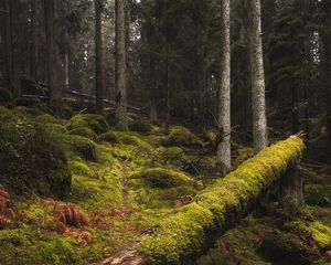 Превью обои лес, мох, трава, деревья, стволы