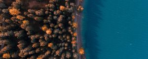 Превью обои лес, море, вид сверху, деревья, вода, побережье