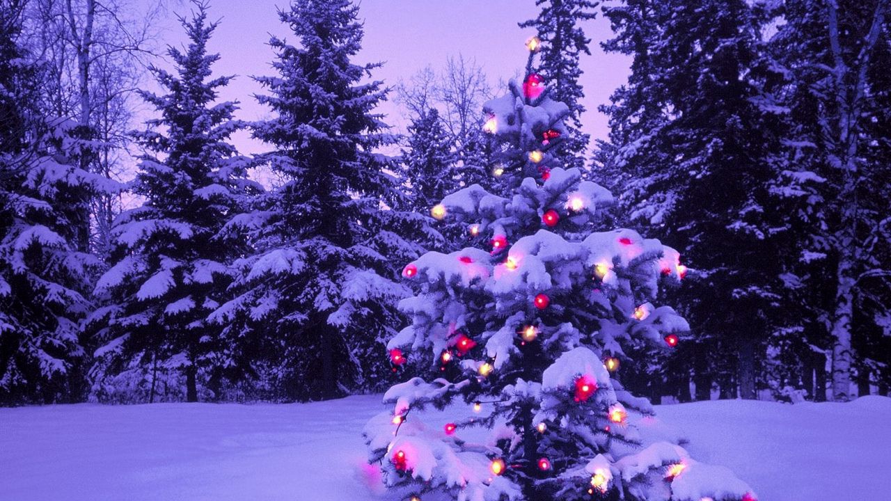 Обои лес, новый год, рождество, елка, огни, гирлянда, снег, зима, небо, луна, вечер