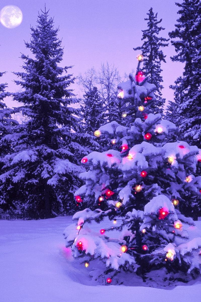 Скачать 800x1200 лес, новый год, рождество, елка, огни, гирлянда, снег, зима,  небо, луна, вечер обои, картинки iphone 4s/4 for parallax