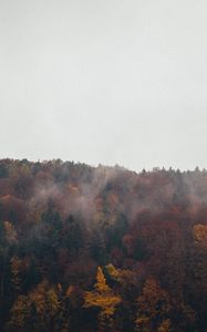 Превью обои лес, облака, осень, природа