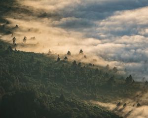 Превью обои лес, облака, вид сверху, туман, высота