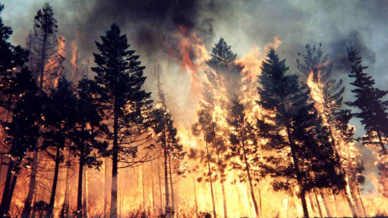 Обои лес, огонь, пожар, деревья, стихия