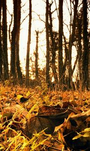 Превью обои лес, октябрь, листва, земля, пожухлая, увядание