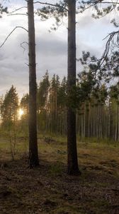 Превью обои лес, опушка, деревья, закат, пейзаж, сосны