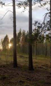 Превью обои лес, опушка, деревья, закат, пейзаж, сосны