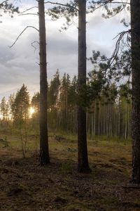 Превью обои лес, опушка, деревья, закат, пейзаж, сосны