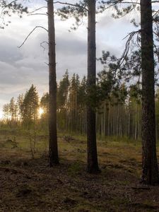 Превью обои лес, опушка, деревья, закат, пейзаж, сосны