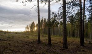 Превью обои лес, опушка, деревья, закат, пейзаж, сосны