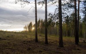 Превью обои лес, опушка, деревья, закат, пейзаж, сосны