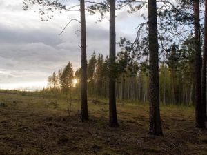 Превью обои лес, опушка, деревья, закат, пейзаж, сосны