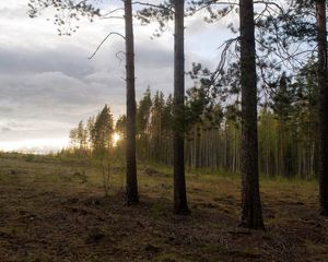 Превью обои лес, опушка, деревья, закат, пейзаж, сосны