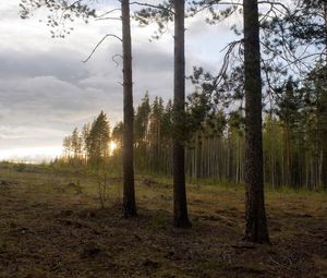 Превью обои лес, опушка, деревья, закат, пейзаж, сосны