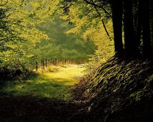 Превью обои лес, опушка, изгородь, горы, деревья, свет