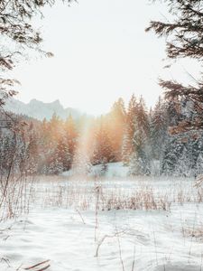 Превью обои лес, опушка, снег, солнечный свет, зима, пейзаж