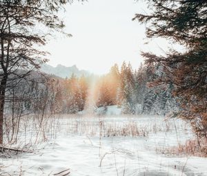 Превью обои лес, опушка, снег, солнечный свет, зима, пейзаж