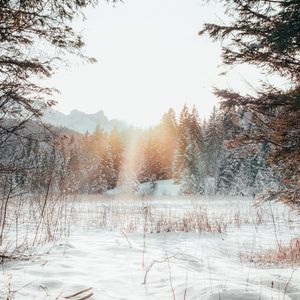 Превью обои лес, опушка, снег, солнечный свет, зима, пейзаж
