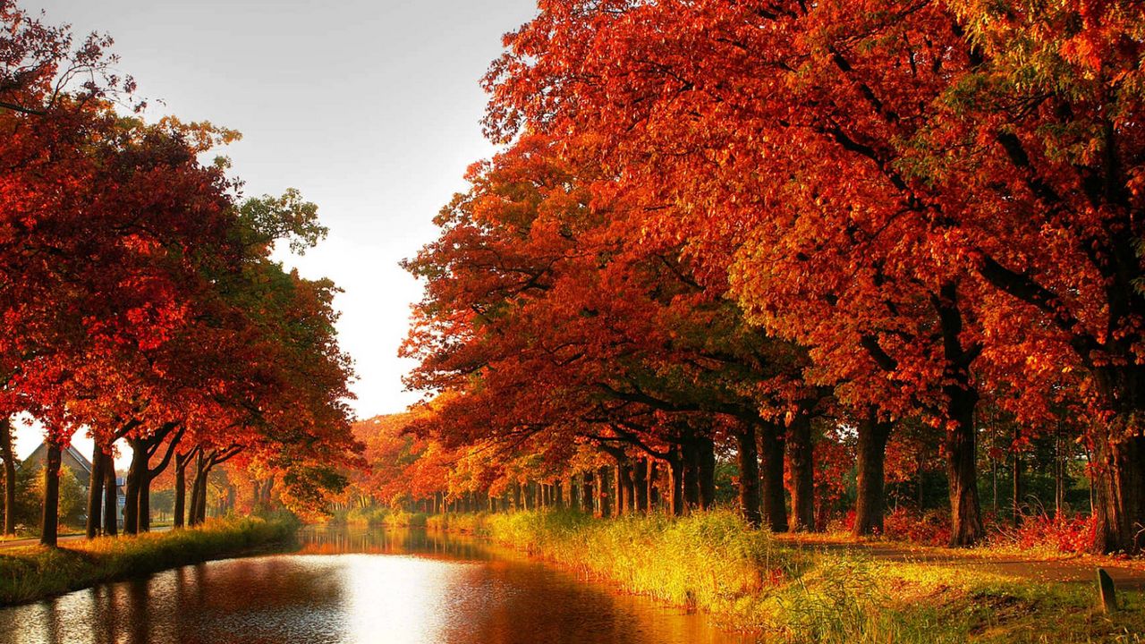 Обои лес, оранжевый, деревья, канал, осень