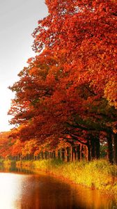 Превью обои лес, оранжевый, деревья, канал, осень
