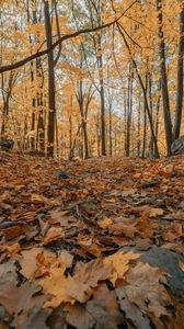Превью обои лес, осень, деревья, листья, опавшая листва