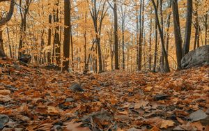 Превью обои лес, осень, деревья, листья, опавшая листва