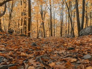 Превью обои лес, осень, деревья, листья, опавшая листва