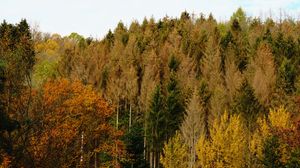 Превью обои лес, осень, деревья, пейзаж