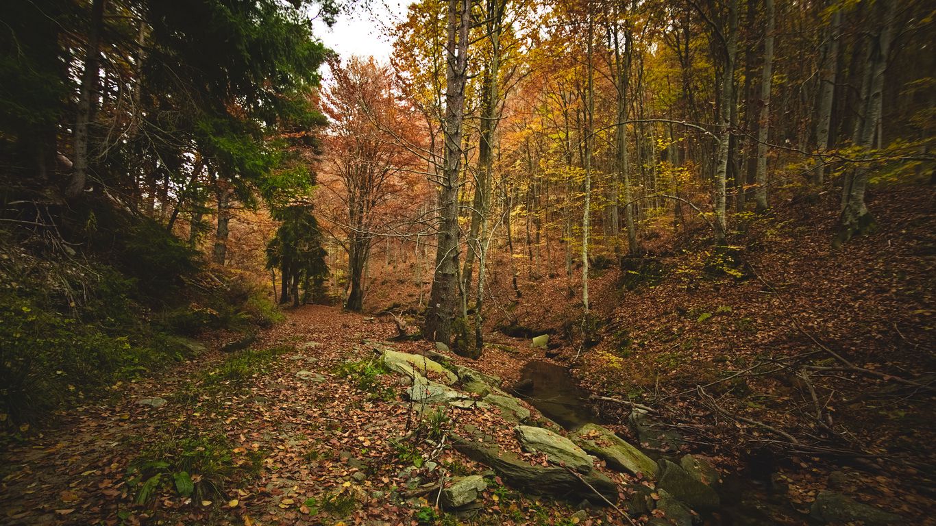 1366x768 Обои лес, осень, деревья, камни, опавшая листва, пейзаж