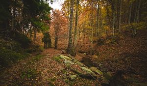 Превью обои лес, осень, деревья, камни, опавшая листва, пейзаж