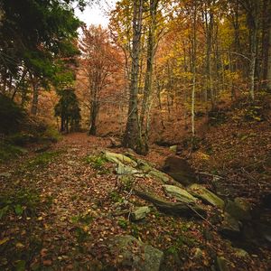 Превью обои лес, осень, деревья, камни, опавшая листва, пейзаж