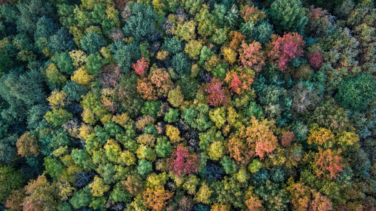 Обои лес, осень, деревья, разноцветный, вид сверху