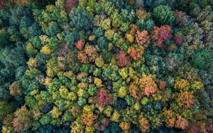 Превью обои лес, осень, деревья, разноцветный, вид сверху