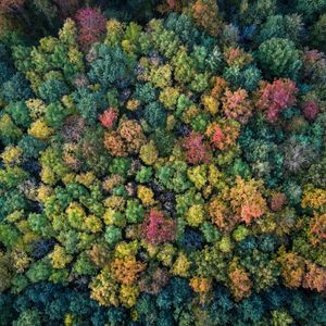 Превью обои лес, осень, деревья, разноцветный, вид сверху