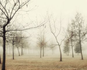 Превью обои лес, осень, деревья, туман, молодняк, иней, трава, увядание, утро