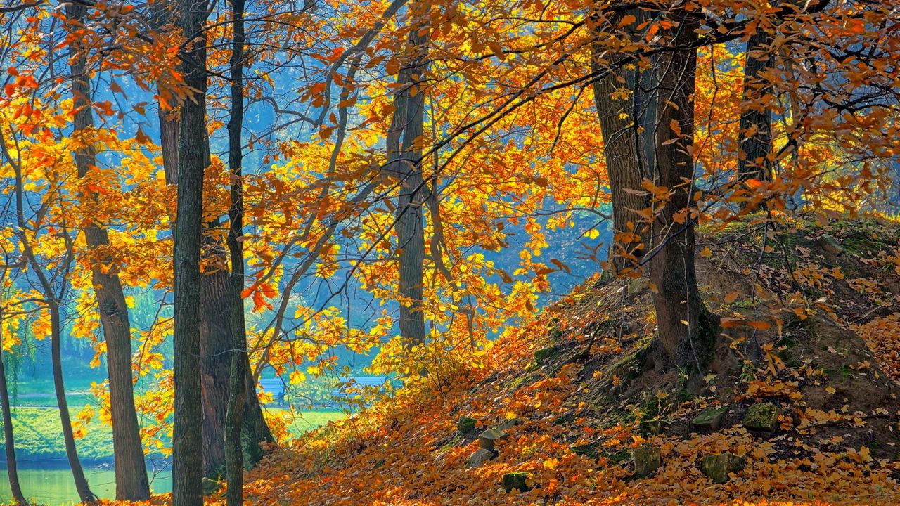 Обои лес, осень, деревья, листья, фон, оранжевый, голубой