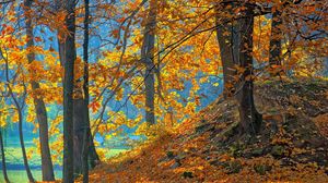 Превью обои лес, осень, деревья, листья, фон, оранжевый, голубой