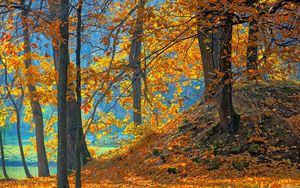 Превью обои лес, осень, деревья, листья, фон, оранжевый, голубой