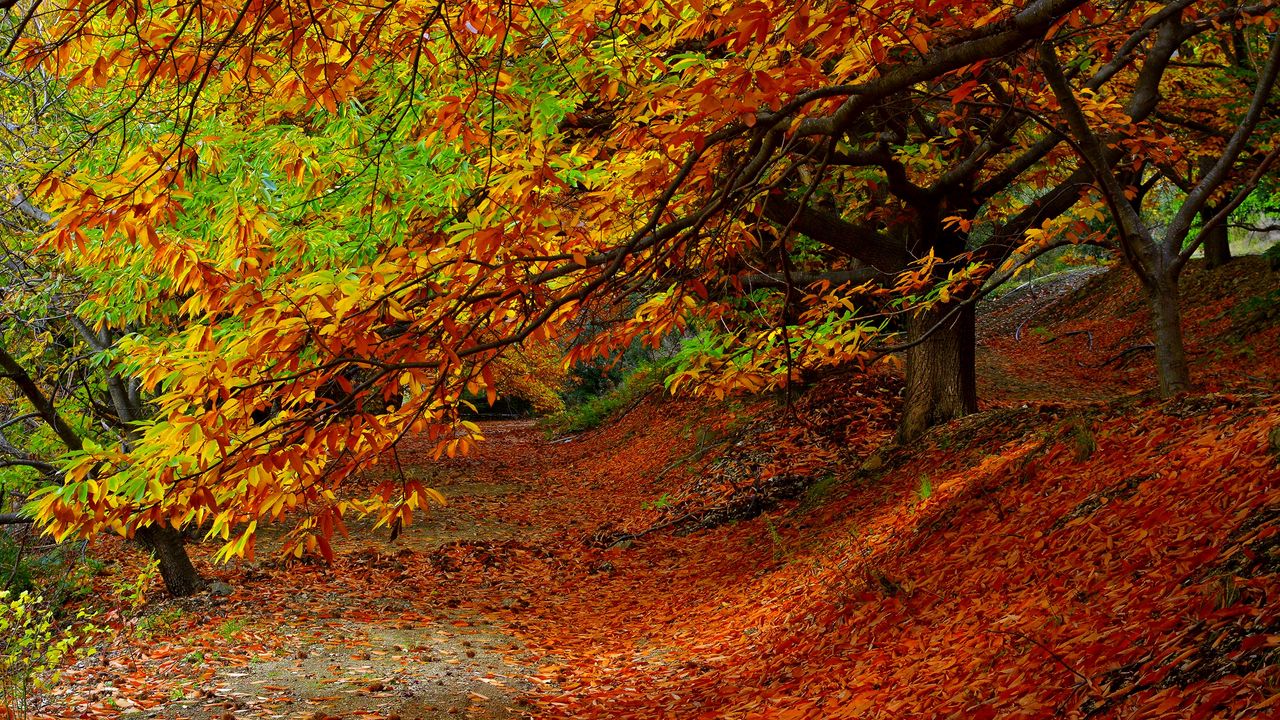 Обои лес, осень, листва, деревья