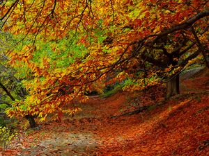 Превью обои лес, осень, листва, деревья