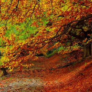 Превью обои лес, осень, листва, деревья