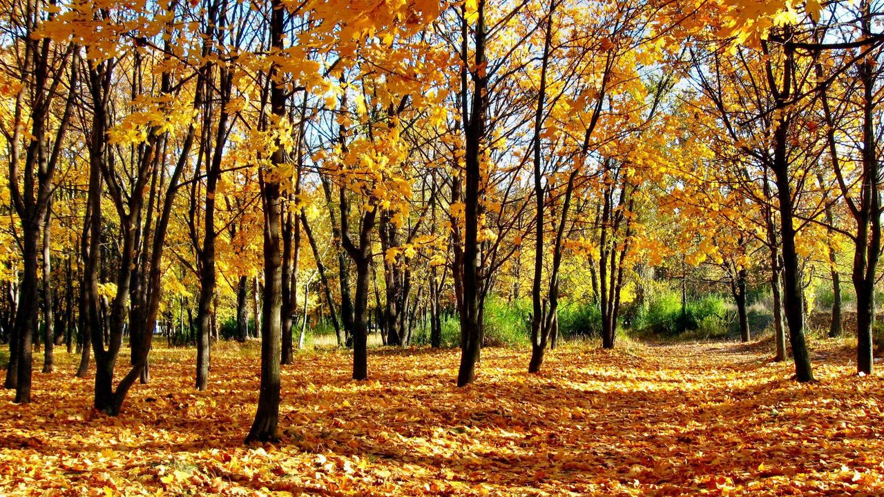 Обои лес, осень, молодняк, листопад, тени, парк, аллея