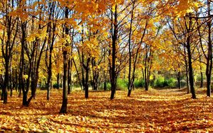 Превью обои лес, осень, молодняк, листопад, тени, парк, аллея