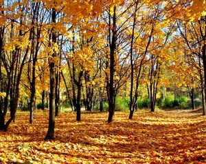Превью обои лес, осень, молодняк, листопад, тени, парк, аллея