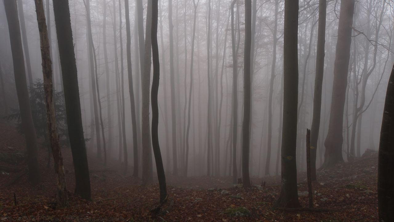 Обои лес, осень, мрак, деревья, туман