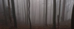 Превью обои лес, осень, мрак, деревья, туман