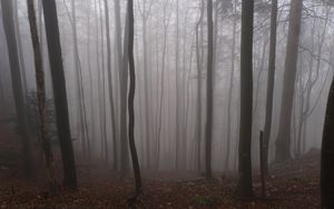 Превью обои лес, осень, мрак, деревья, туман