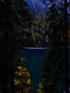 Превью обои лес, осень, озеро, ветки, темный